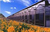 Large scale agriculture greenhouse 2