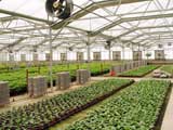 Large scale agriculture greenhouse 6